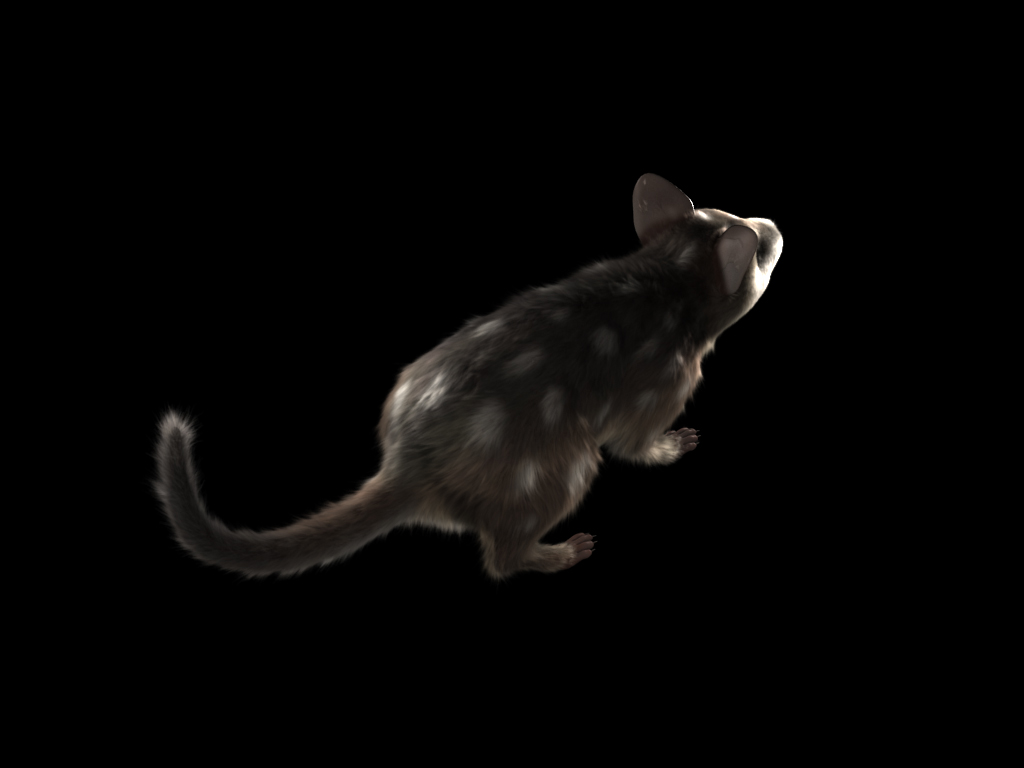 Quoll_03_top_06min56_4.5m_VraySSS.jpg